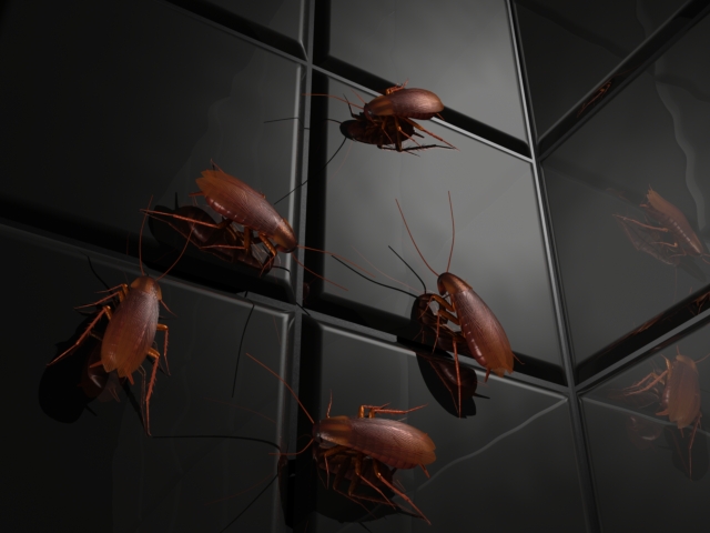 fram_01