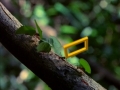 frame 33 link